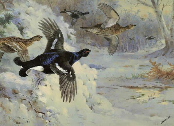 Archibald Thorburn Through the Snowy Coverts